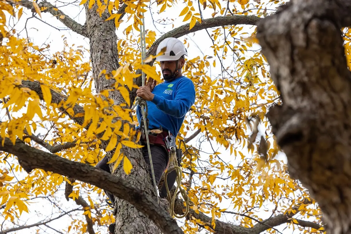 Skilled Tree Disease Treatment crew working in Borden